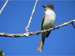 La Sagra's Flycatcher.jpg